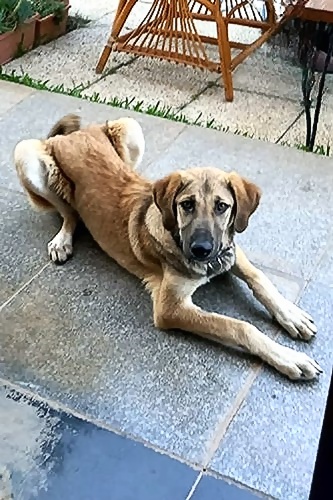 Kira_06_333x500_inPixio