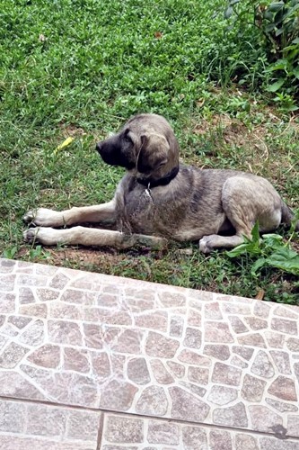 Yogi_80_33x500_inPixio