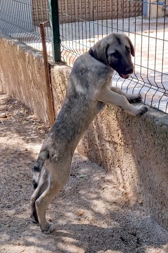 Yogi_82_333x500_inPixio