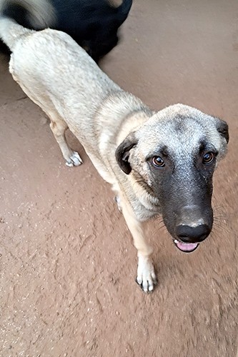 Yogi_83_333x500_inPixio