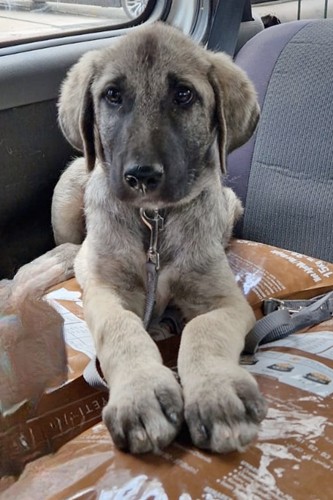 Yogi_87_333x500_inPixio